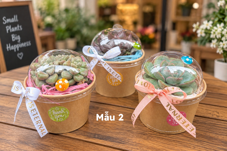 Chậu sen đá mini 2